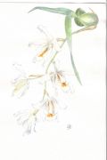 Coelogine cristata