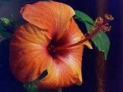 Fijian Orange