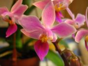 Phalaenopsis equestris