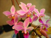 Phal. equestris  