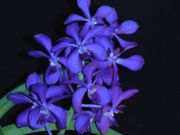 ascocenda hybr.