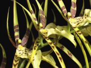 brassia hybr.