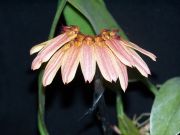 bulbophillum longiflorum