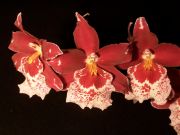 cambria Plush