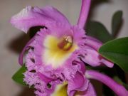Brassocattlea
