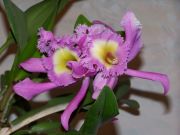 Brassocattlea