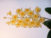 dendrobium aggregatum