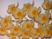 dendr. aggregatum