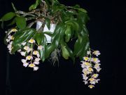 dendrobium farmeri