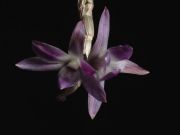 dendrobium victoria regia 2