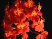 Epidendrum elongatum