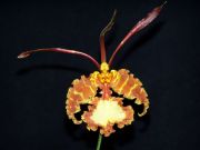 oncidium papillio*kahili