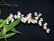 Onc.hybr. mini