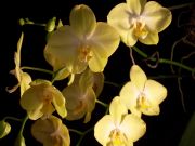 Phalaenopsis hybr.