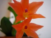 Sophronitis cernua