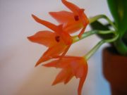 Sophrpnitis cernua