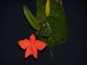 Sophronitis coccinea