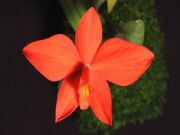 Sophr.coccinea