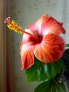 Fijian Orange