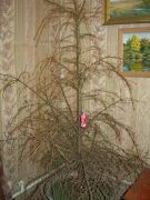 ���������� ����