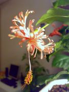 Schizopetalus