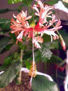 Schizopetalus