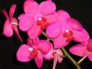 phalaenopsis hybr.