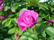 DSC02395
