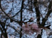 Spring 3a small