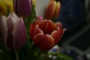 Spring 11 small