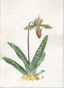 Paphiopedilum sp.