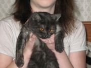 Кошка Люся 3