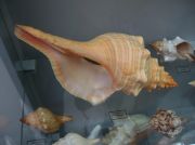 IMG 6683
