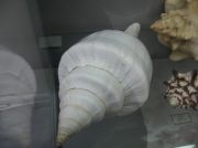 IMG 6684