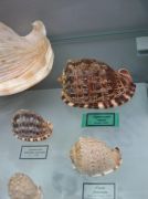 IMG 6751