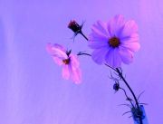 04025