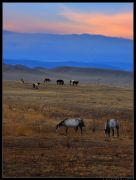 ...���� � ���� ���������...