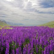 ������ ����, ����� ���� � �������� ������ 