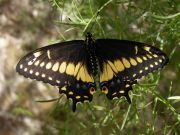 papilio black and yellow