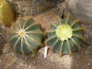 astrophytum