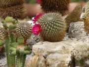 rebutia