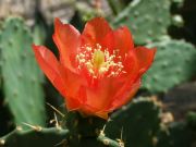 opuntia 1