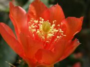 opuntia