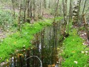 ������ �����