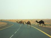 or by camels:)