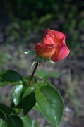 DSC00062