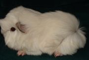 peruvian sow white
