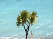 Palm tree by the sea