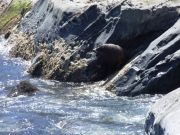 Sea lion4