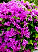 Bougainvillea